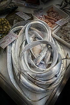 Silver Swordfish for sale