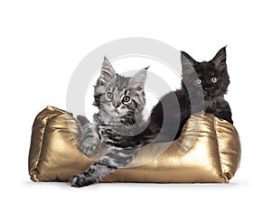 Maine Coon cat kittens in golden basker on white background