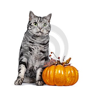Silver tabby blotched British Shorthair cat on white
