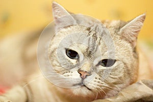 Silver tabby british cat