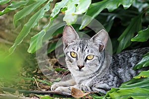 Silver tabby cat in garden