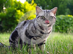 Silver tabby cat licking with tongue