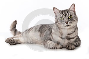 Silver tabby cat lying on a white background