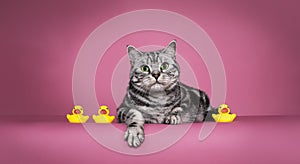 Silver Tabby cat on pink background