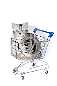 Silver tabby kitten sits in shopping cart