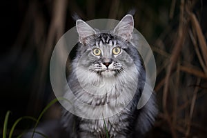 Silver tabby maine coon cat outdoors at night
