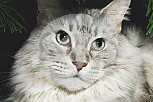 Silver tabby maine coon. Close-up big cat face with green eyes and brooding look. High resolution