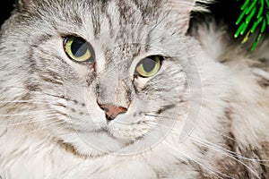 Silver tabby maine coon. Close-up big cat face with green eyes and brooding philosophical look. High resolution