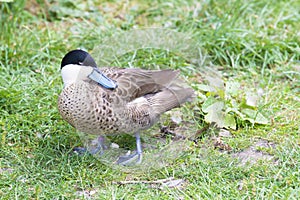 Silver teal, Anas versicolor, versicolor teal, duck with blue beak