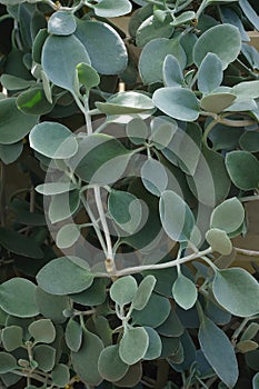 Silver teaspoons plant