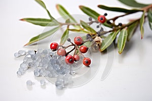 silver thaw on glossy crowberries with frosty leaves photo
