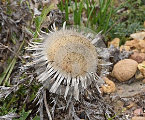 Silver thistle, Carlina acaulis