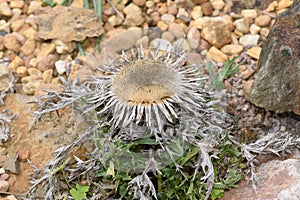 Silver thistle, Carlina acaulis