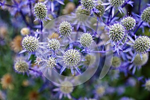 Silver thistle in the garden