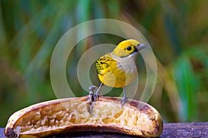 Silver-throated tanager looking for food in the cloud forest in Alajuela, Costa Rica