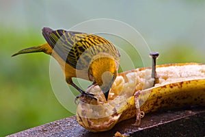 Silver-throated tanager looking for food in the cloud forest in Alajuela, Costa Rica