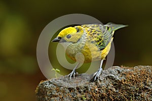 Silver-throated Tanager, Tangara icterocephala, exotic tropic blue tanager with red head, Costa Rica. Blue and green songbird in t