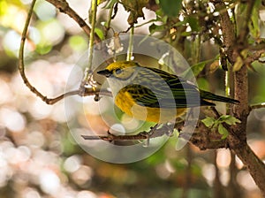 Silver-throated Tanager Tangara icterocephala Panama