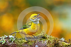 Silver-throated tanager Tangara icterocephala sitting on a branch