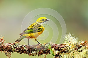 Silver-throated tanager Tangara icterocephala sitting on a branch
