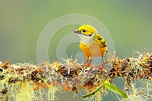 Silver-throated tanager Tangara icterocephala sitting on a branch