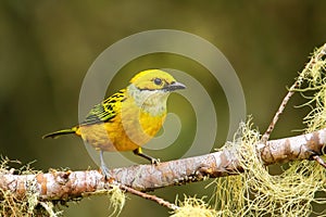 Silver-throated tanager Tangara icterocephala sitting on a branch photo