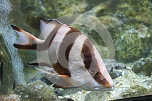 Silver tiger fish