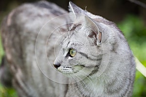 Silver tigrated cat with green eyes