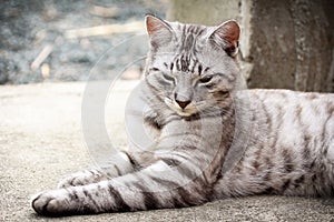 Silver tigrated cat relax