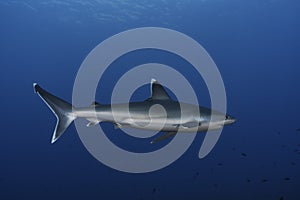 Silver tip shark Carcharhinus albimarginatus