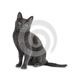 Silver tipped blue adult Korat cat, isolated on white background