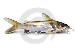 Silver-tipped Shark Catfish Ariopsis seemanni silver tipped aquarium fish isolated
