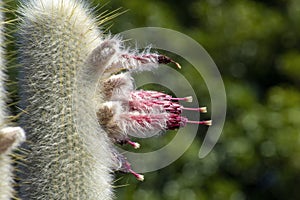 Silver torch cactus cleistocactus strausii stalk with pink flowers photo
