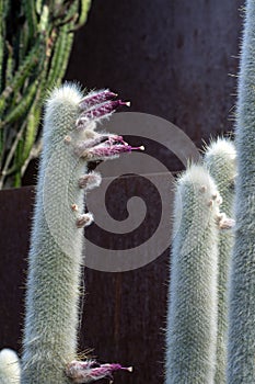 Silver torch cactus cleistocactus strausii photo