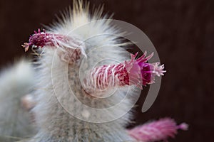 Silver torch cactus stalk with flowers