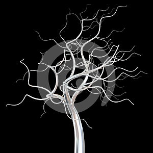 Silver tree bald branches isolated