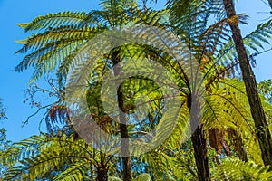 Silver tree fern in New Zealand