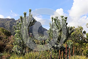 Silver tree - Leucadendron argenteum