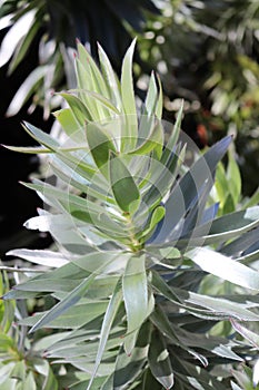 Silver tree - Leucadendron argenteum