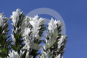 Silver tree - Leucadendron argenteum
