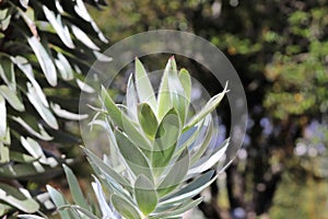 Silver tree - Leucadendron argenteum