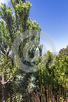 Silver tree Leucadendron argenteum in Kirstenbosch National Botanical Garden