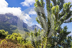 Silver tree Leucadendron argenteum, Kirstenbosch National Botanical Garden. Panorama