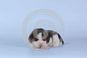 Silver tri color beagle Puppy is sleeping and looking in first time