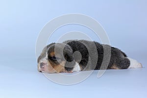 Silver tri color beagle Puppy is sleeping and looking in first time