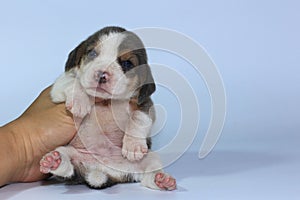 Silver tri color beagle Puppy is sleeping and looking in first time