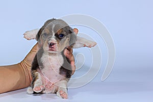 Silver tri color beagle Puppy is sleeping and looking in first time