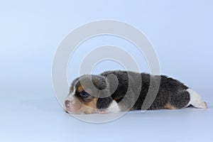 Silver tri color beagle Puppy is sleeping and looking in first time