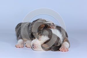 Silver tri color beagle Puppy is sleeping and looking in first time