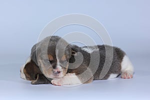 Silver tri color beagle Puppy is sleeping and looking in first time